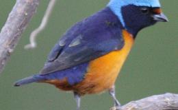 Avian And Attributes –&nbsp;Elegant