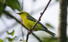 Birds Heading South – We Are Heading&nbsp;North