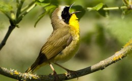 Sunday Inspiration – New World Warblers&nbsp;I