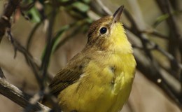 Avian and Attributes –&nbsp;Yahweh