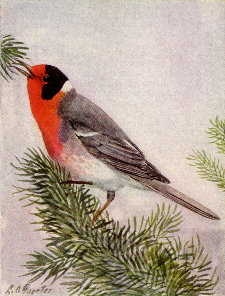 Red-faced Warbler (Cardellina rubrifrons) ©Drawing WikiC