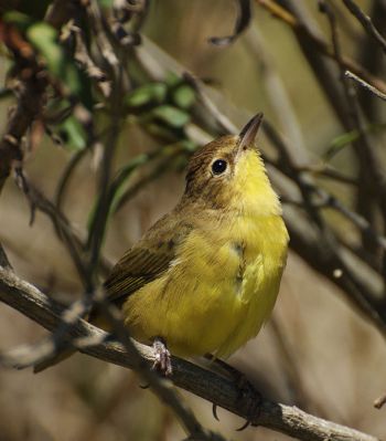 Southern Yellowthroat (Geothlypis velata) ©WikiC