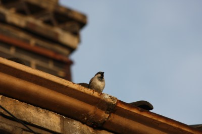 House Sparrow (Passer domesticus) on a house ©WikiC