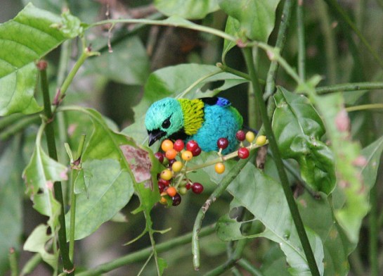 Green-headed Tanager (Tangara seledon) ©Flickr Meghan Hess