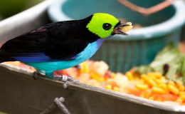 Avian And Attributes –&nbsp;Paradise