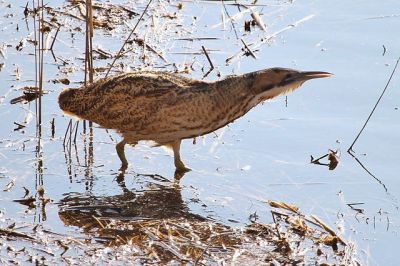 Eurasian Bittern (Botaurus stellaris, a/k/a Great Bittern) ©WikiC