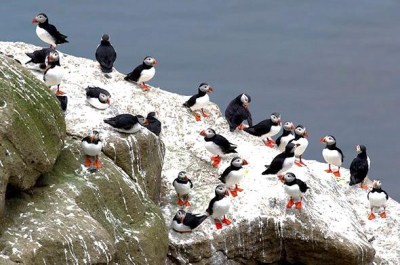 Puffins