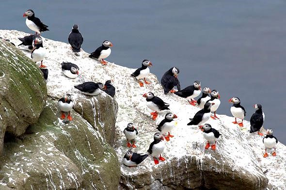 Puffins