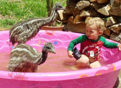 Swimming with the Emus ©©