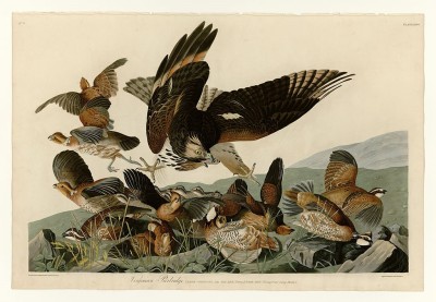 Virginia Partridge (under attack by diving hawk) depicted by John James Audubon (Public Domain)