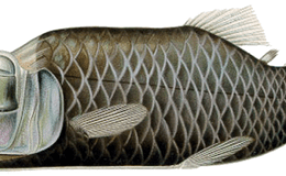 Creation Moment’s Barreleyes