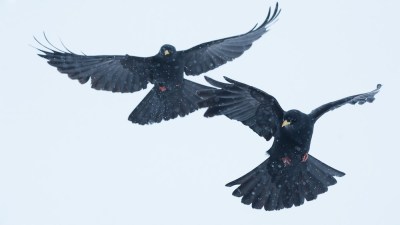 Alpine Chough, in snowy French Alps ©Static1-Philip Braude