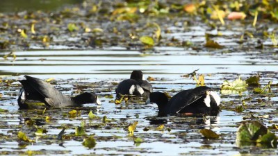American Coot ©iytimg