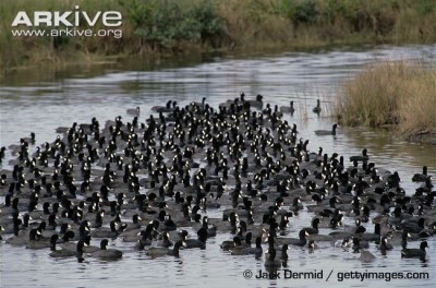 American Coot flock “rafting” (©Jack Dermid)