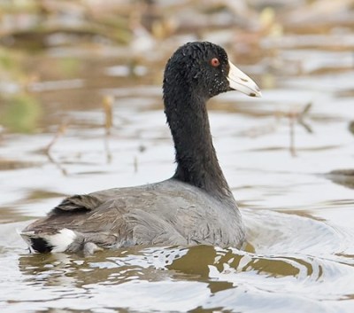 American Coot in water ©OutdoorAlabamea-Terry Hartley