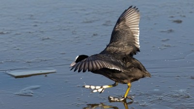 American Coot on Ice ©Graham Catley