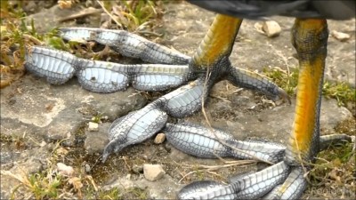 American Coot, showing off its cushion-padded toes