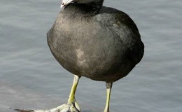 “C” is for Coot and Corvids: “C” Birds”, Part&nbsp;2