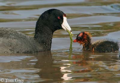 American Coot, with young, eating aquatic plant ©Oiseaux-Tom Grey