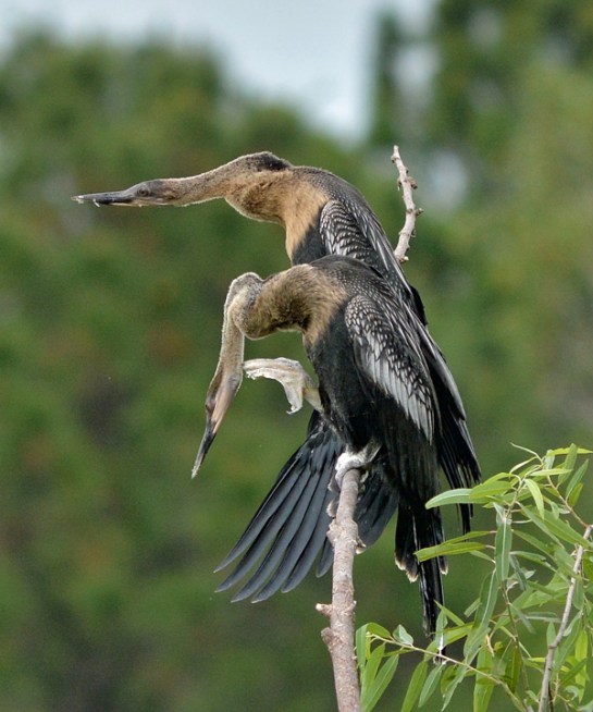 Anhingas Spying ©©
