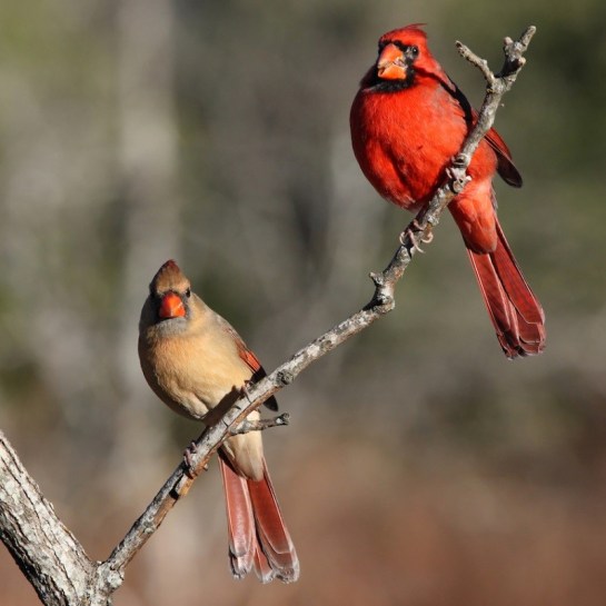 Northern Cardinal Pair ©Photoshelter