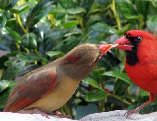 Northern Cardinal Pair ©Wunderground