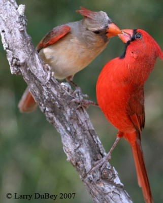 Northern Cardinal Pair ©Firstlighttours