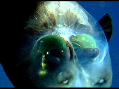 Barreleye Fish ©Bit.ly