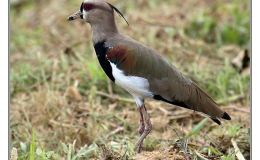 Ian’s Bird of the Week – Southern&nbsp;Lapwing