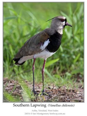 Southern Lapwing (Vanellus chilensis) by Ian