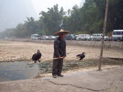 Chinese man with 2 cormorant trained to catch and deliver fish