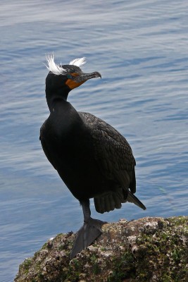 Double-crested Cormorant ©WikiC 