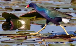 Lee’s Six Word Saturday –&nbsp;5/7/16