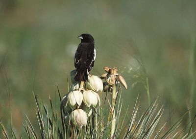 Lark Bunting (Calamospiza melanocorys) ©WikiC