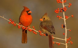 “C” is for Cardinal and Cormorant: “C” Birds, Part&nbsp;1