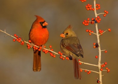 Northern Cardinal M-F ©Billraker