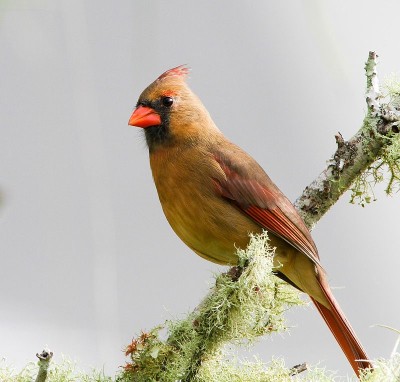 Northern Cardinal Female ©WikiC