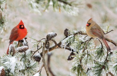 Northern_cardinal M-F in winter storm ©