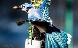 Lee’s One Word Monday –&nbsp;5/30/16