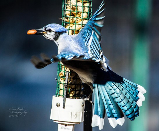 Blue Jay (Cyanocitta cristata) ©Flickr Stan Lupo