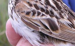 Sparrow Frozen To A Fence –&nbsp;DoDo