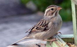 Avian And Attributes – Clay (Molder or&nbsp;Potter)