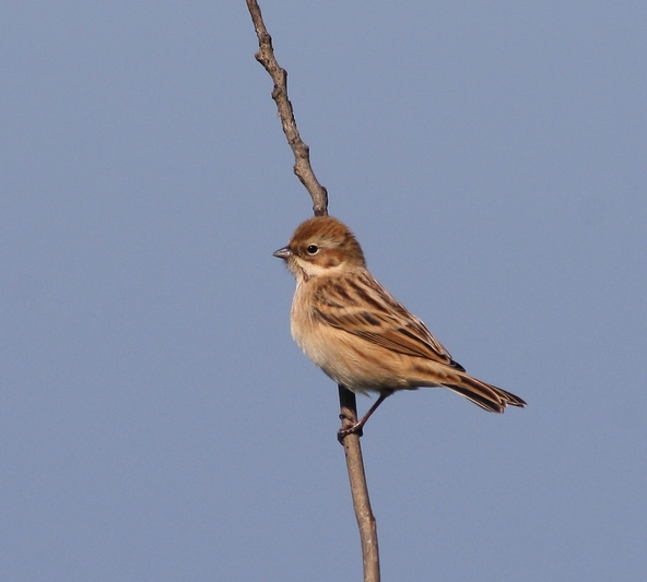 Pallas's Reed Bunting (Emberiza pallasi) ©WikiC