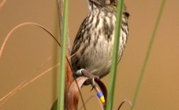 Avian And Attributes –&nbsp;Seaside