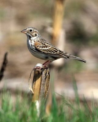 Vesper Sparrow (Pooecetes gramineus) ©WikiC