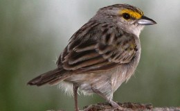 Sunday Inspiration – Emberizidae Family&nbsp;II