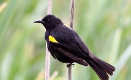 Sunday Inspiration – Icteridae Family&nbsp;III