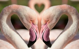 Valentines Greetings