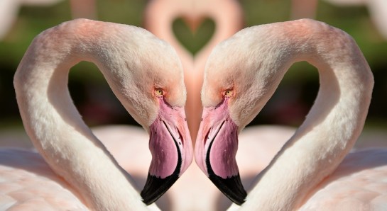 Flamingos In Love ©Pixabay