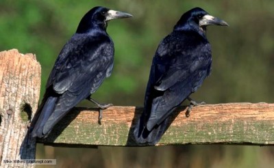 Rook (Corvus frugilegus) pair perching on wooden fence ©BBCI Mike Wilkes